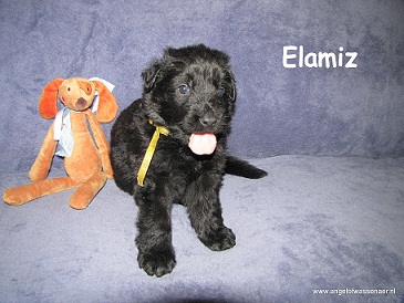 Elamiz, zwarte ODH reu, 4 weken jong